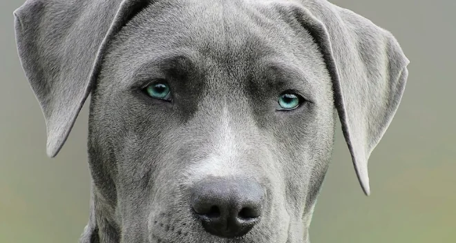 Cani, una buona educazione per vivere sereni